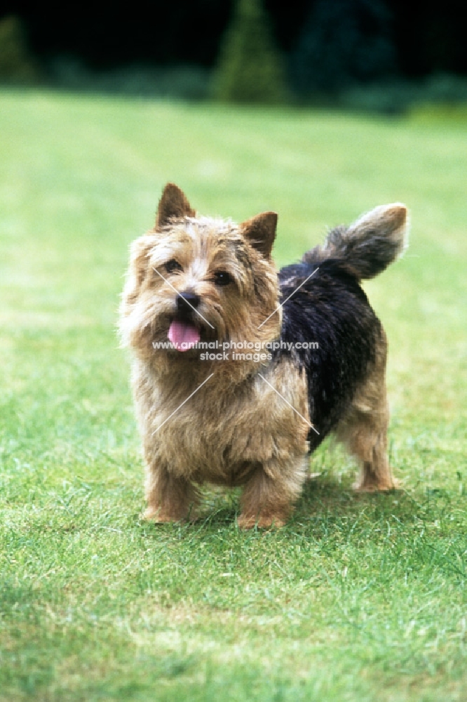 undocked norwich terrier