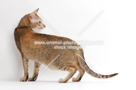 Chocolate Ticked Torbie Oriental Shorthair