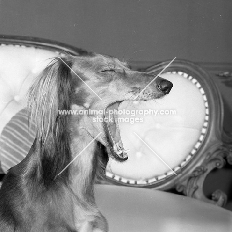 yawning saluki