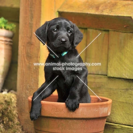 cure labrador puppy in flowerpot