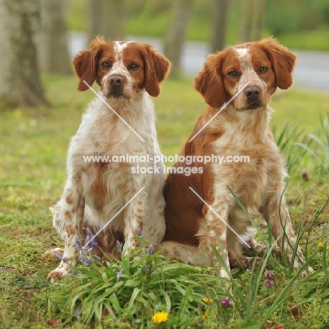 two Brittany spaniels on grass