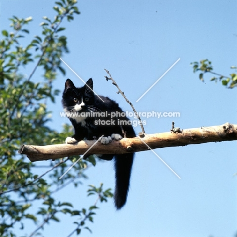 black and white cat perched on a branch