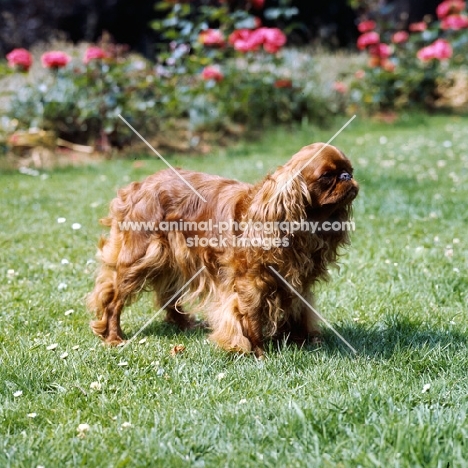 king charles spaniel on grass