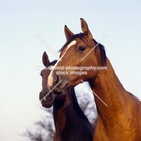 Two Danish Warmbloods heads, Pikant in front, 