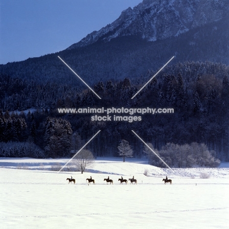 distant view of Haflingers and riders at Ebbs Austria