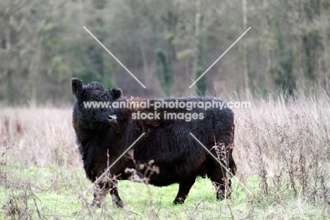 semi wild black galloway cow in winter