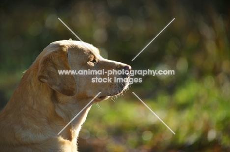 yellow labrador profile