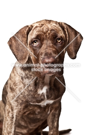 Dogo Canario pup