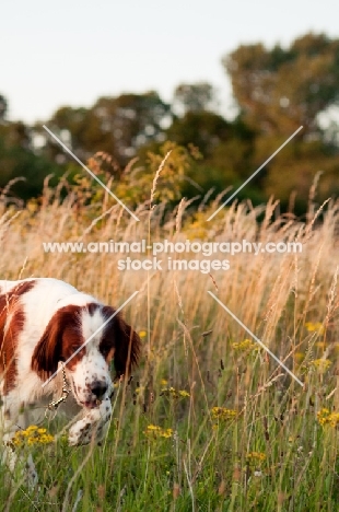 Irish red and white setter walking in field