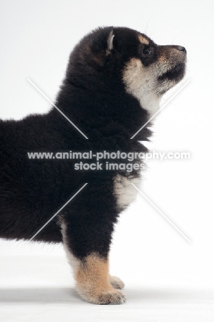 black and tan coloured Shiba Inu puppy, profile