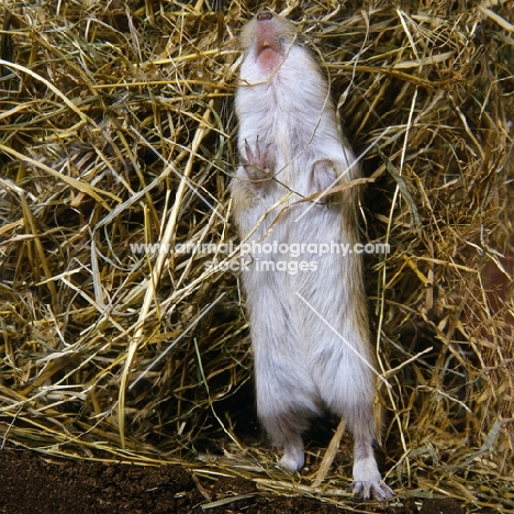 gerbil standing on hind legs showing belly