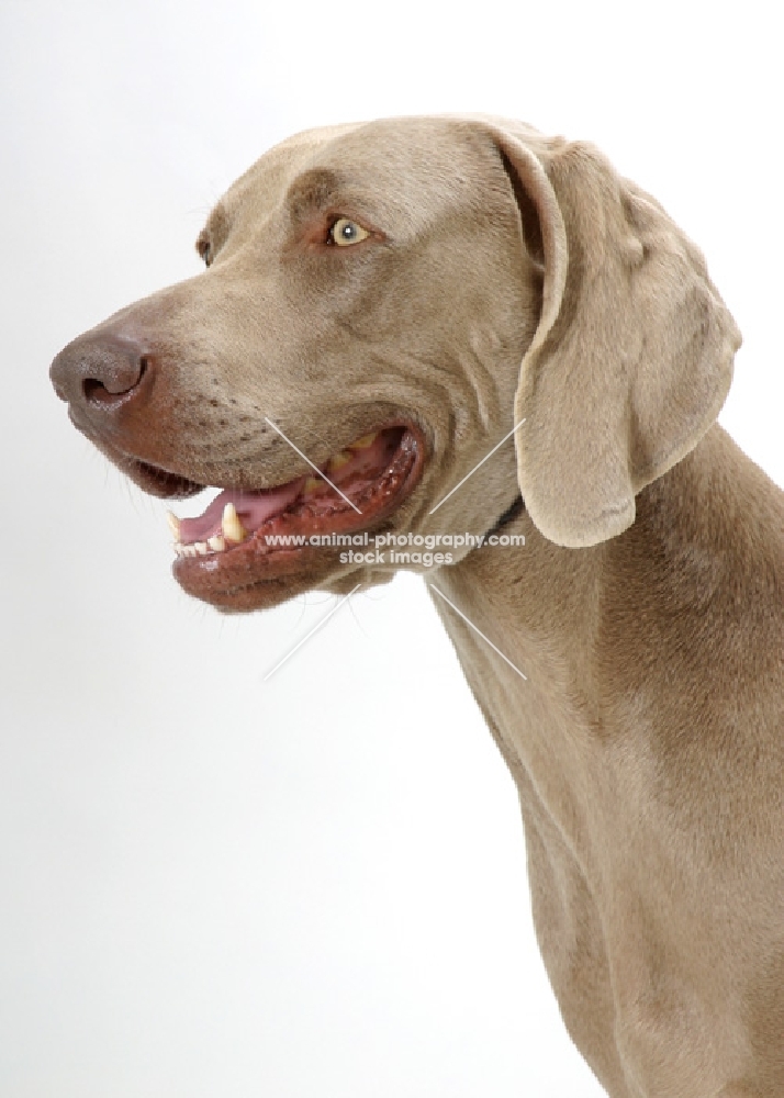 Australian Champion Weimaraner on white background, portrait