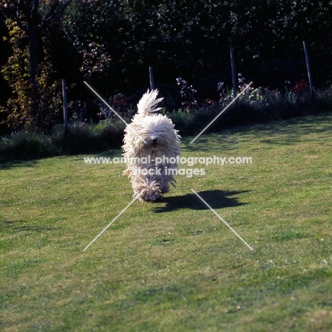   hercegvaros cica of borgvaale and loakespark (kitten), komondor galloping towards camera