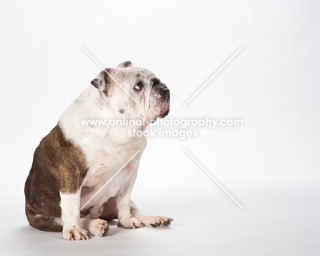 bulldog on white background, sitting