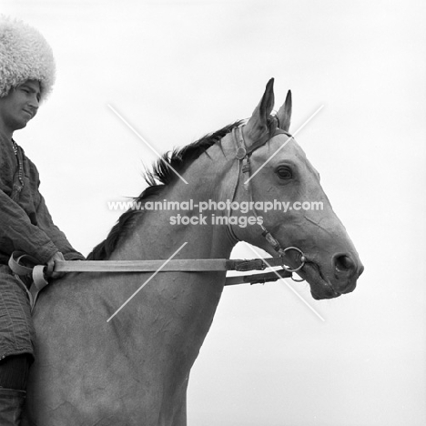 Polotli, akhal teke stallion with Turkmen rider 