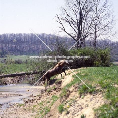 mustang climbing river bank in usa