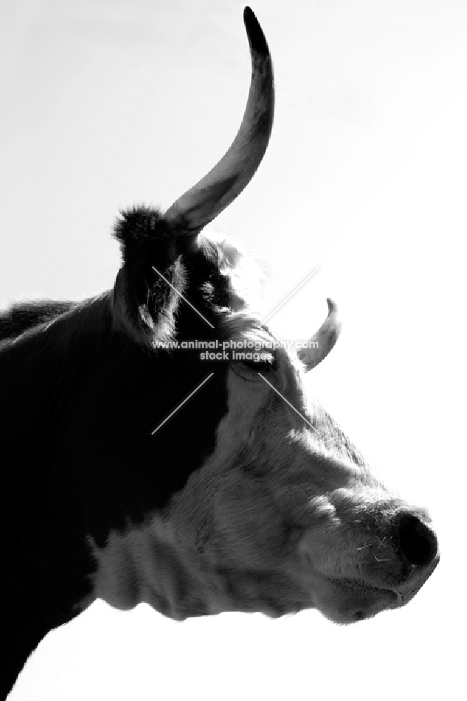 cow with long horns, portrait