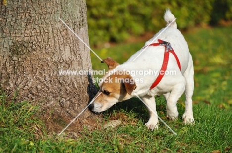 Jack Russell Terrier smelling tree