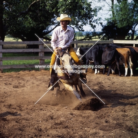 quarter horse comes to a halt while cutting cattle