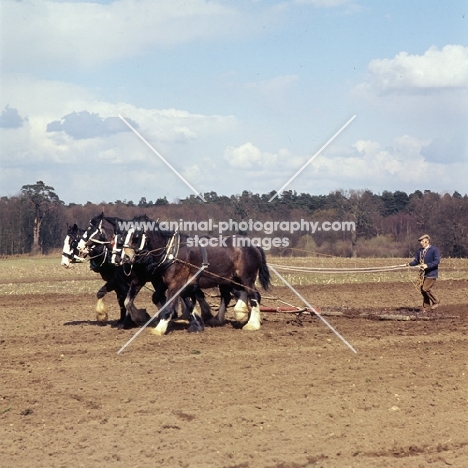 four shire horses with harrow