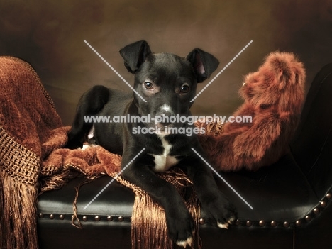 American Pit Bull Terrier puppy