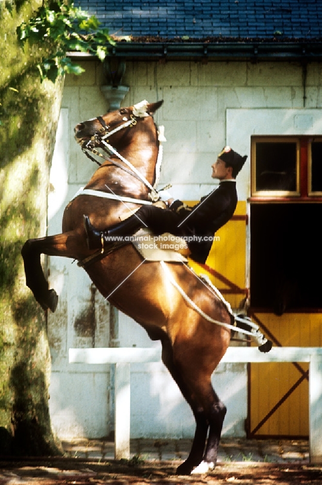 horse and rider from cadre noir, saumur 