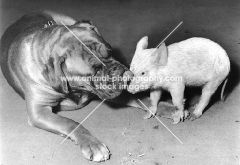 Boxer licking piglet