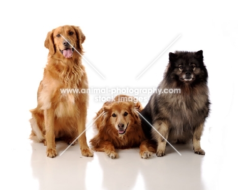 Golden Retrievers with a Keeshond