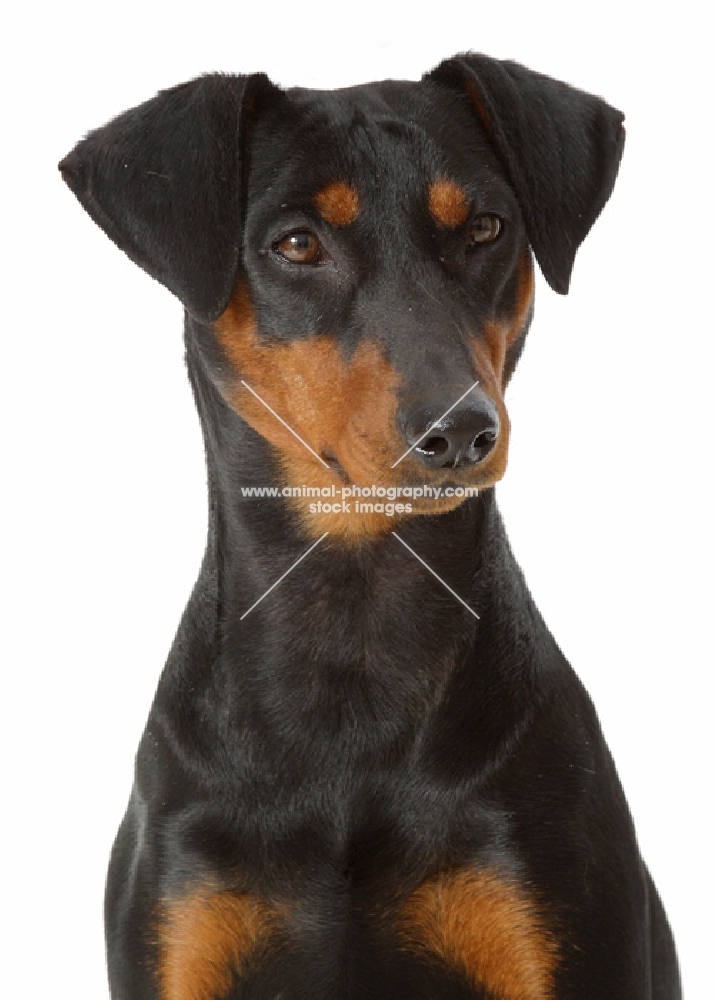 Australian Champion German Pinscher, portrait