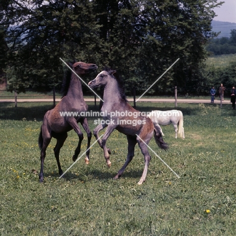 two German Arab foals playing at marbach,