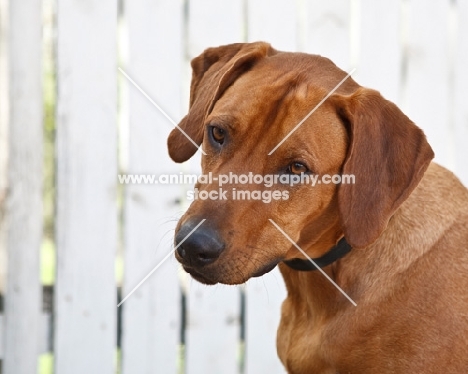 rhodesian near a fence