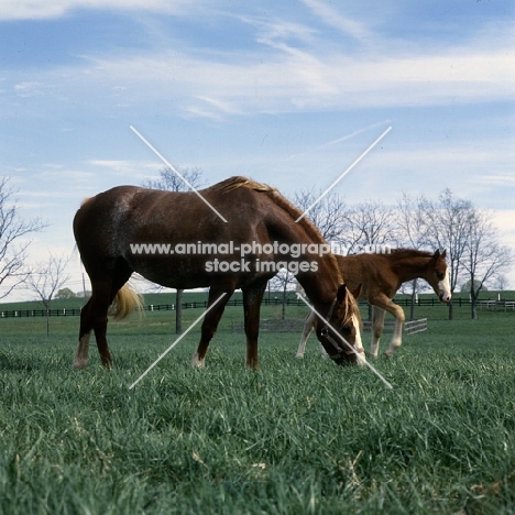 American Saddlebred mare with foal grazing in kentucky usa 