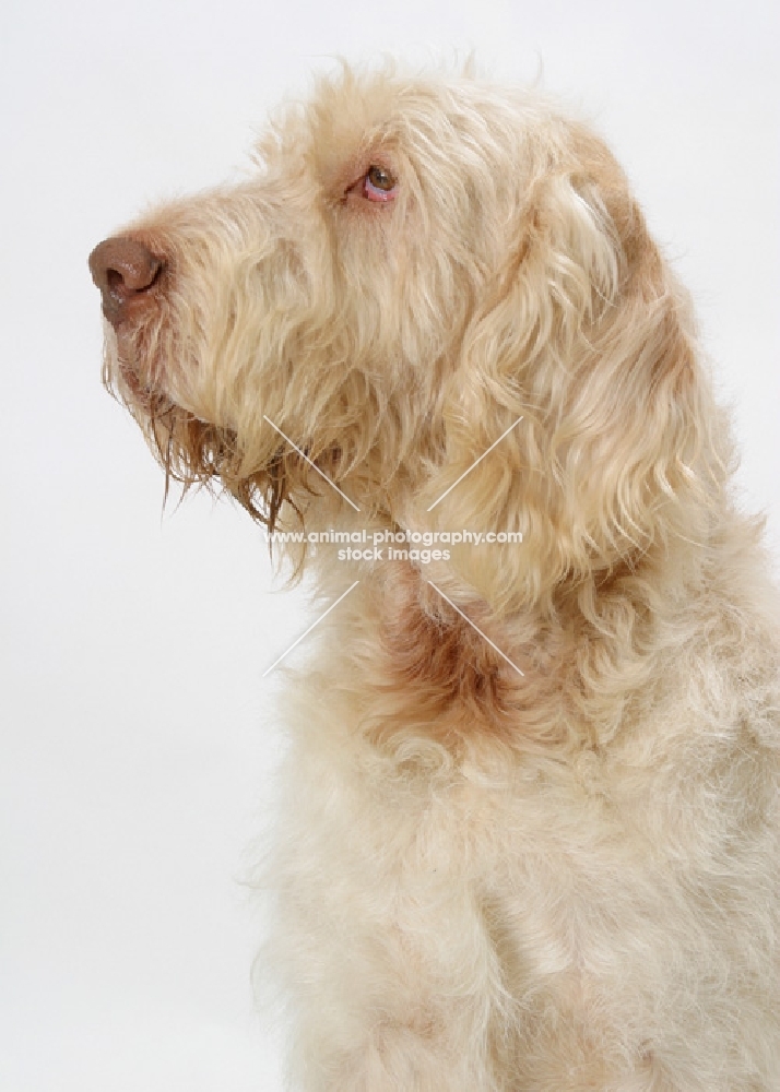 Australian Champion White & Orange Italian Spinone, profile