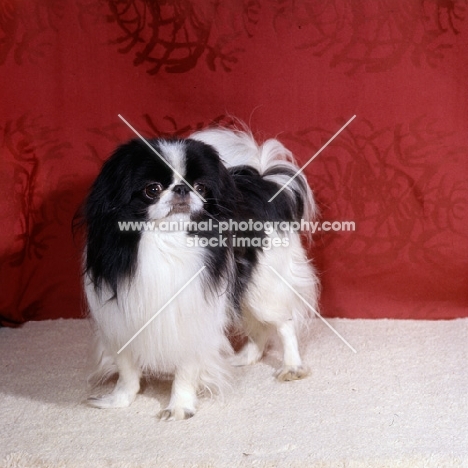 ch levanter nagasak, japanese chin in studio