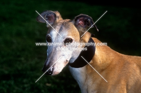 greyhound wearing greyhound collar