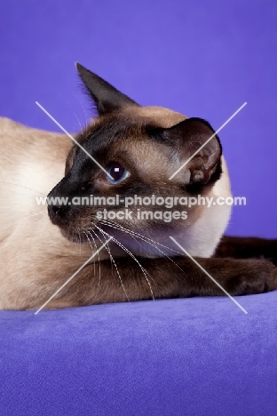 seal point Siamese cat on purple backdrop, looking to the side