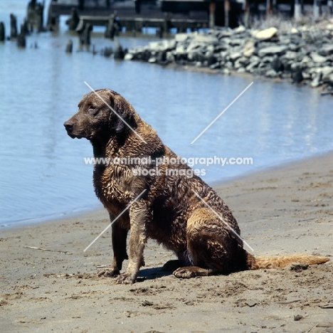 chesapeake bay retriever sitting on the shores of the chesapeake bay