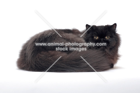 black persian cat, male cruled up