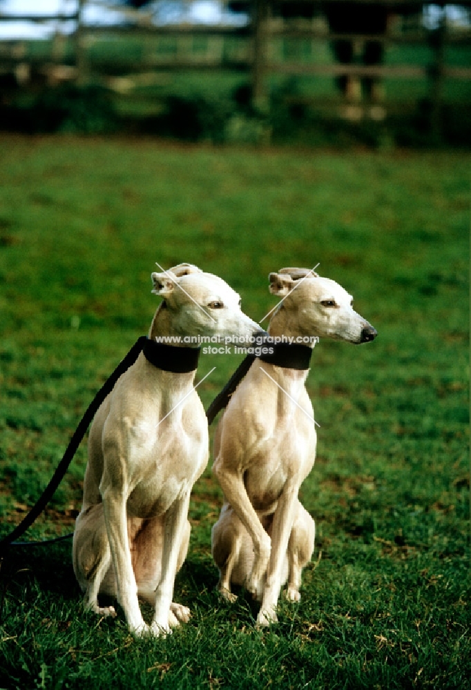 two racing whippets with hound collars
