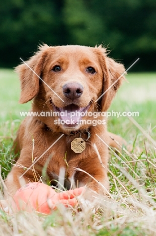 Nova Scotia Duck Tolling Retriever lying down