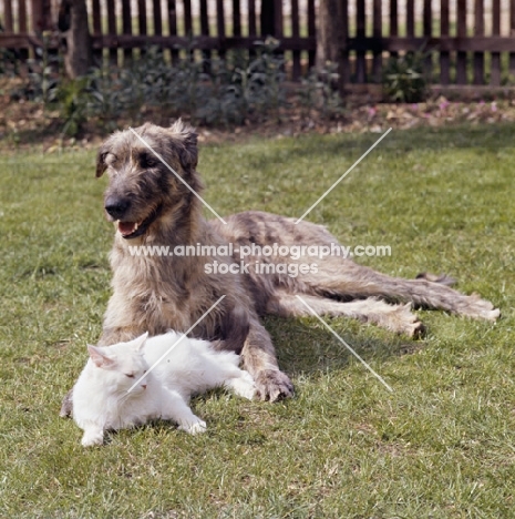irish wolfhound and cat lying on grass