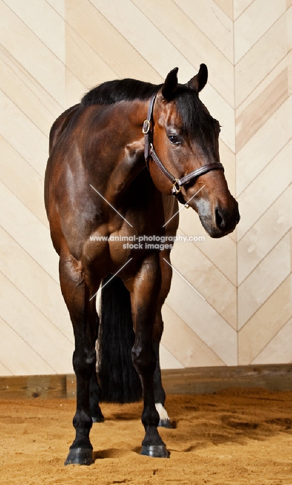 Bay Quarter Horse standing looking into camera