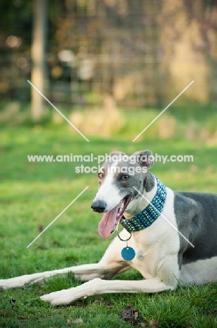 Lurcher lying on grass