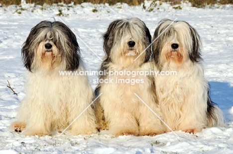 Polish Lowland Sheepdog, (also known as Nizinny)