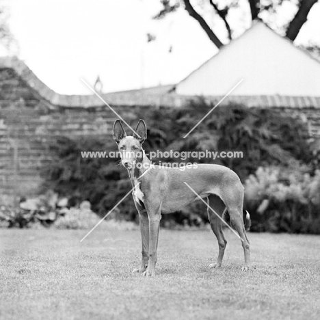 pharaoh hound in garden