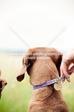 Hungarian Vizsla back view