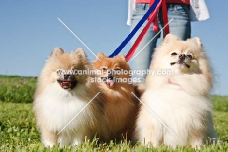 three young Pomeranians