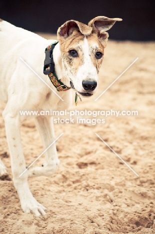 Lurcher on sand