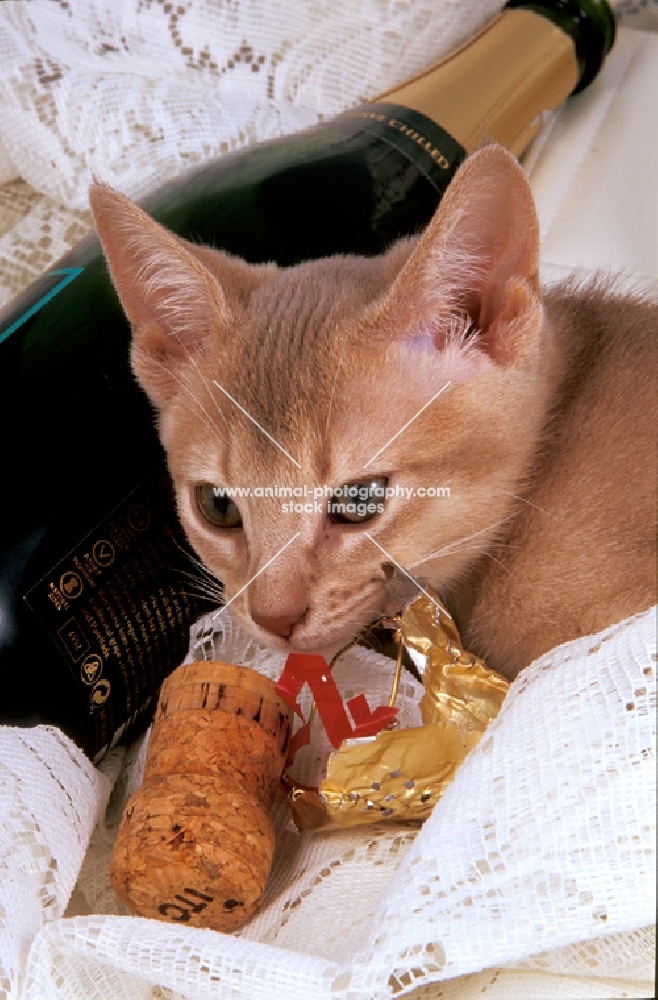fawn Abyssinian with champagne bottle