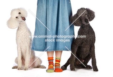 woman with two poodles